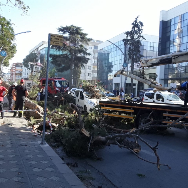 Kocaeli'de seyir halindeki hafif ticari araç, devrilen ağacın altında kaldı