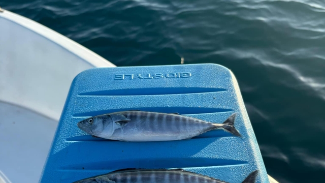 Sinop'ta sezonun ilk palamudu yakalandı