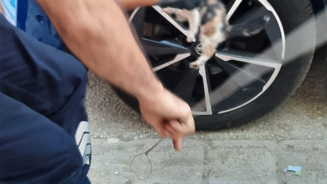 Adana'da otomobilin motor bölümüne sıkışan kedi yavrusu kurtarıldı