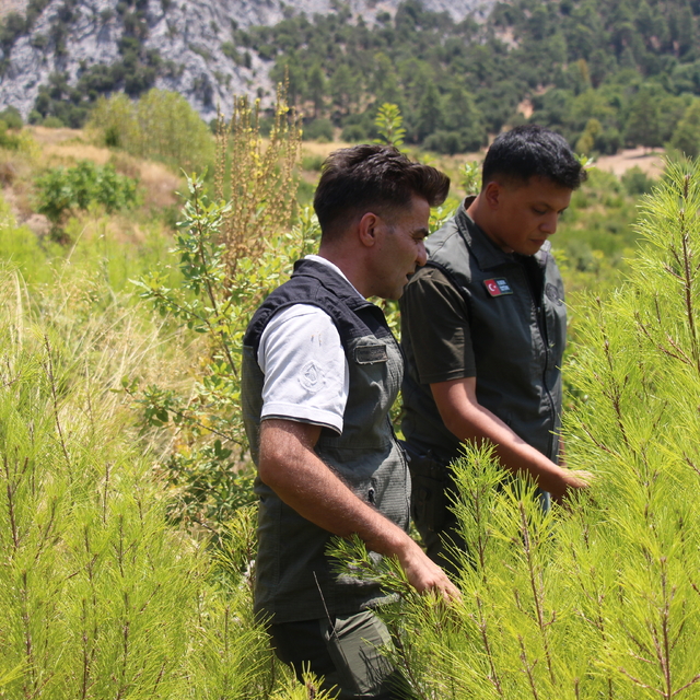 Isparta'da 4 yıl önce yanan ormanlık alanlar yeniden yeşeriyor