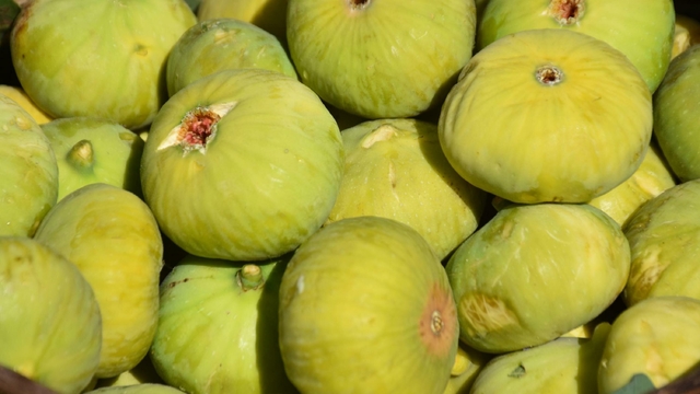 İncirde hasat başladı; kerevetlerde kurutuluyor