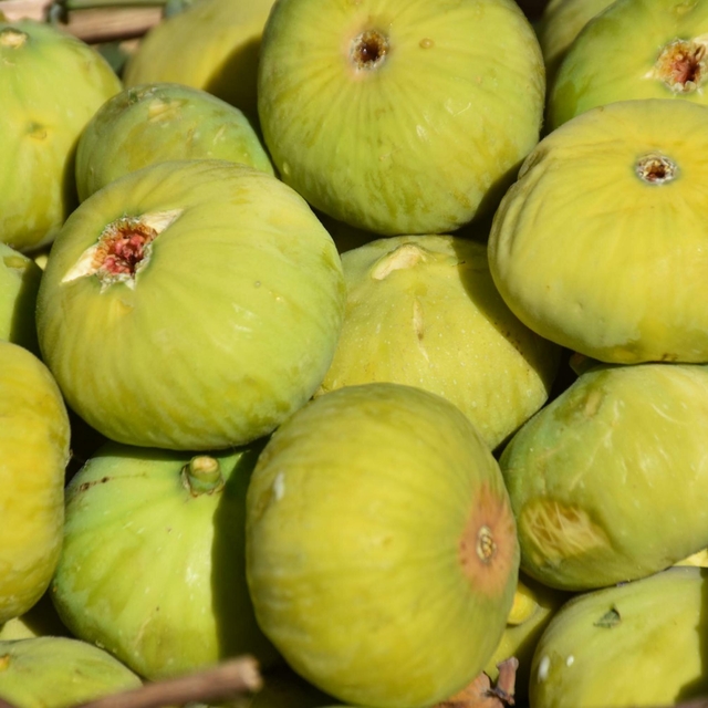 İncirde hasat başladı; kerevetlerde kurutuluyor