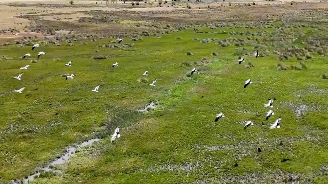Afrika'dan yola çıkan leylekler Erzincan'da