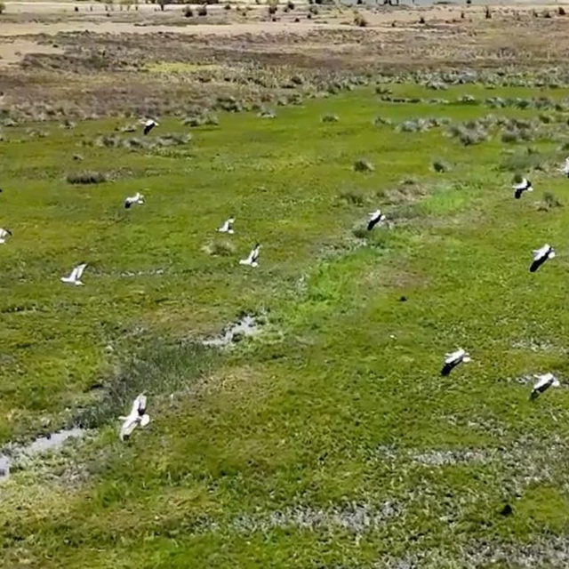 Afrika'dan yola çıkan leylekler Erzincan'da