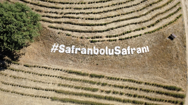 Karabük'te safran soğanı toprakla buluştu