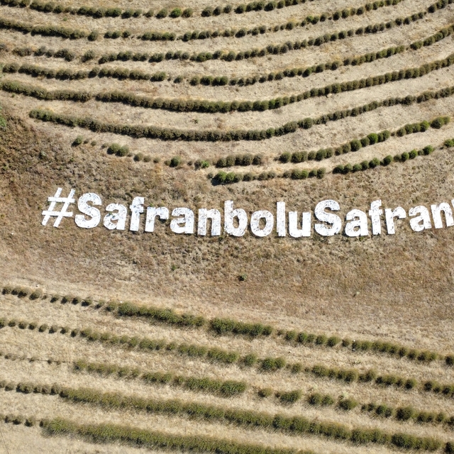 Karabük'te safran soğanı toprakla buluştu