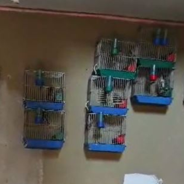 Adana'da evinde 21 saka kuşu besleyene 151 bin lira ceza