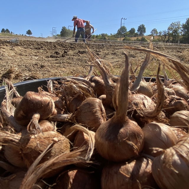 Kilosu 450 bin TL'den satılan safran toprakla buluştu