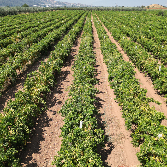 Manisa'da Sultani çekirdeksiz üzümde hasat ve kurutma mesaisi başladı