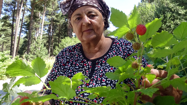 Kars'ta doğal böğürtlenler toplanmaya başlandı