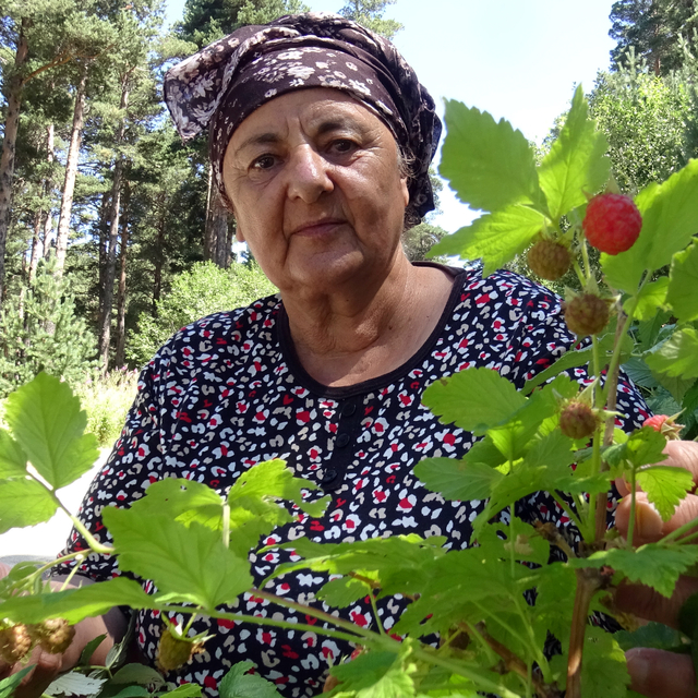 Kars'ta doğal böğürtlenler toplanmaya başlandı