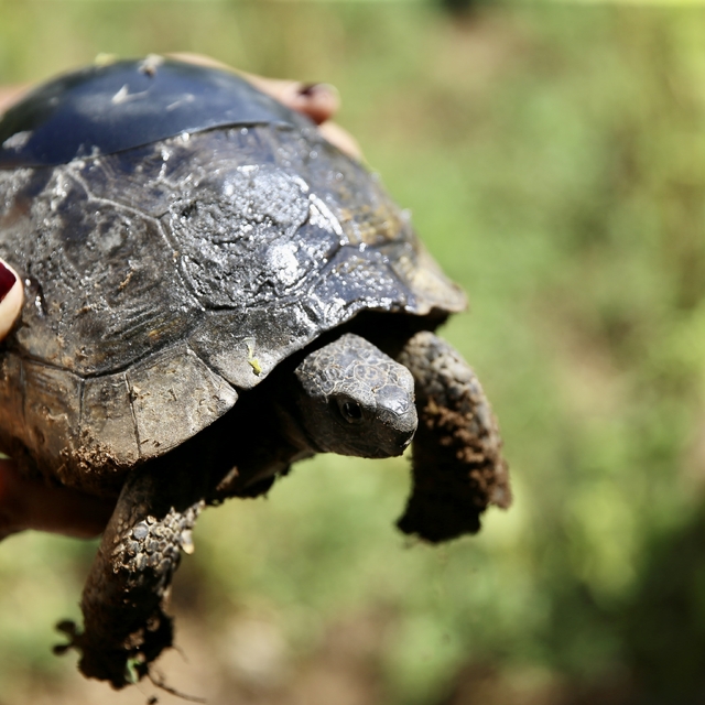 Kaplumbağanın kırık kabuğu ahşap ustasının dokunuşuyla onarıldı