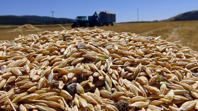Kar nedeniyle ekinlerin geç ekildiği Sarıkamış'ta hasat başladı
