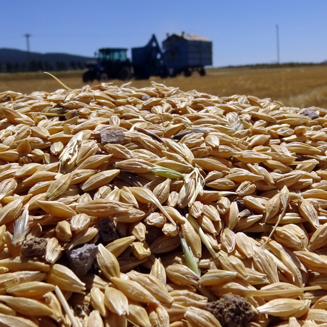 Kar nedeniyle ekinlerin geç ekildiği Sarıkamış'ta hasat başladı