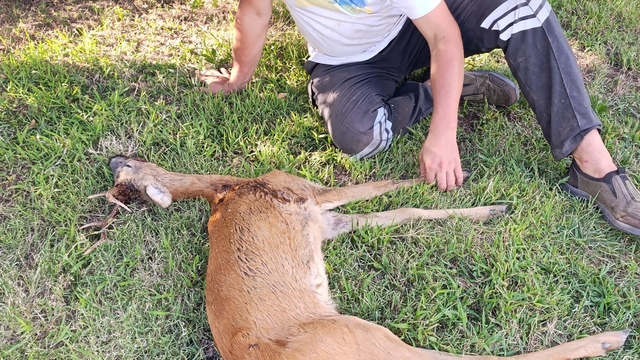 Kırklareli'nde yaralı bulunan karaca tedavi altına alındı