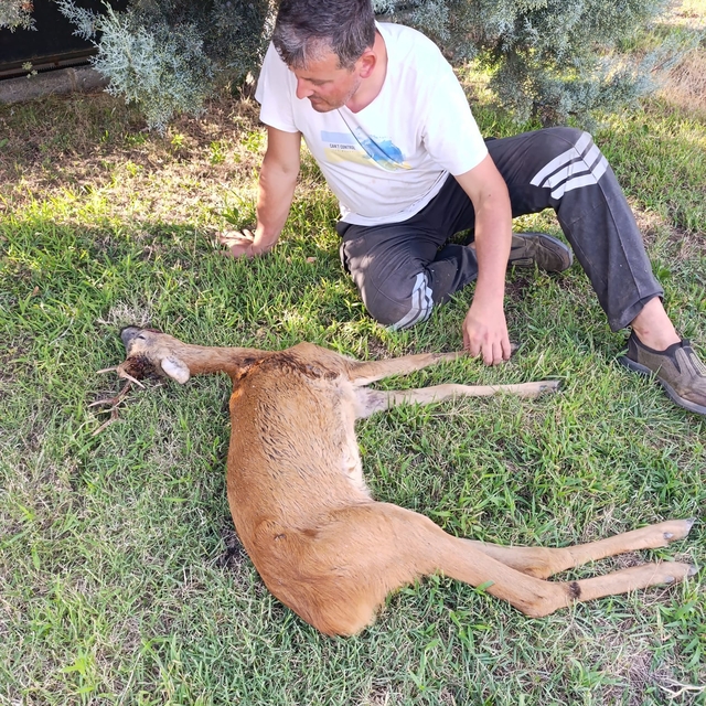 Kırklareli'nde yaralı bulunan karaca tedavi altına alındı