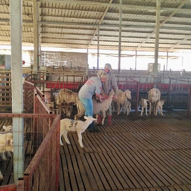 Kırklareli'nde küçükbaş hayvanlar aşılanıyor