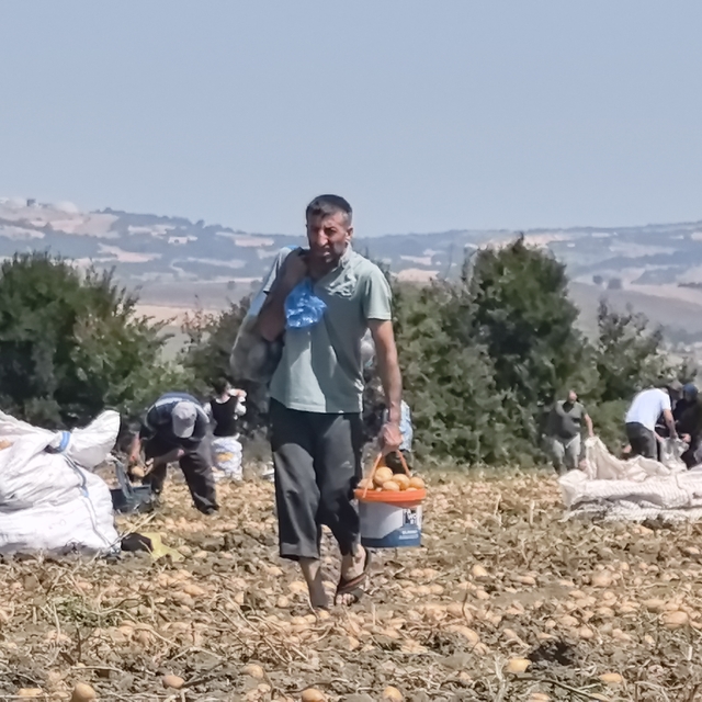 Tarlasındaki patatesleri ücretsiz dağıttı