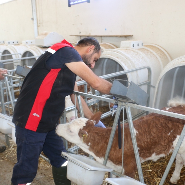 Erzincan'da şap hastalığını önlemek amacıyla yoğun aşı programı uygulanıyor