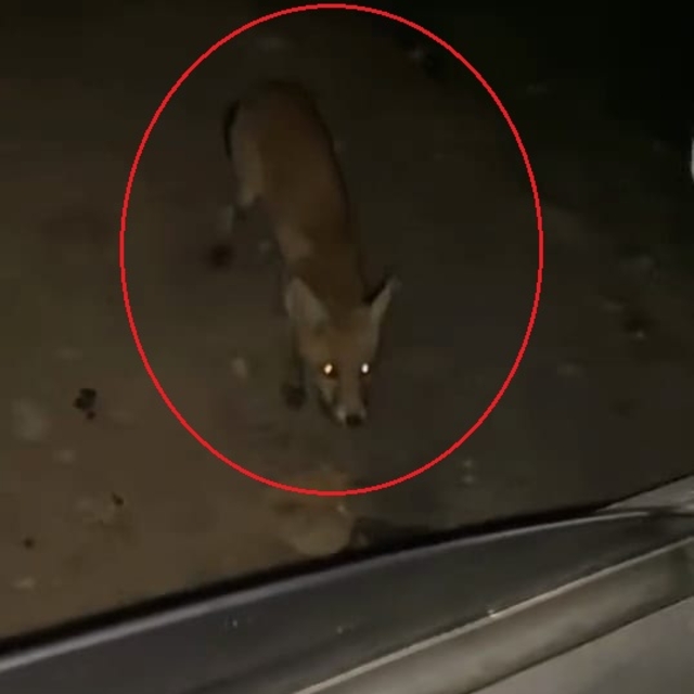 Tilkiyi cipsle besledi