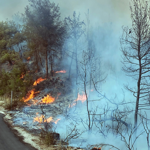 Adana'da orman yangını