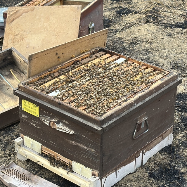 Çanakkale'deki orman yangını 2'nci gününde (4)