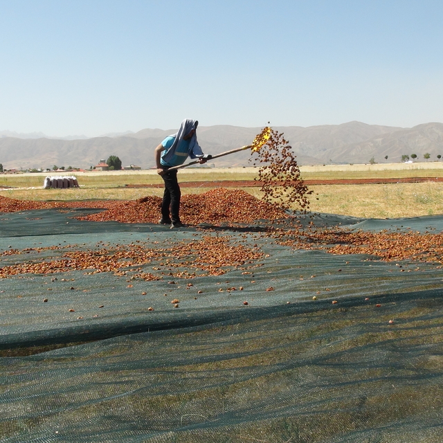 Yüksekova'da ekşi elma mesaisi
