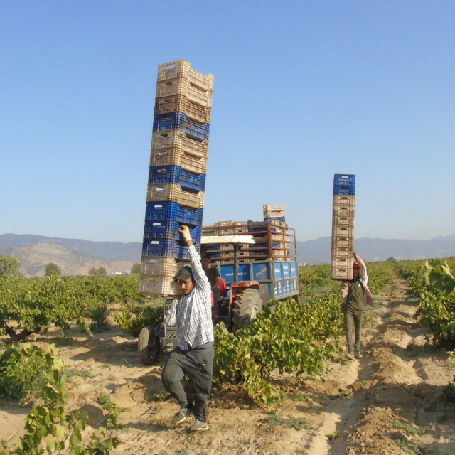 Gaziantep'te 50 bin dekarlık alanda üretilen üzümün hasadına başlandı