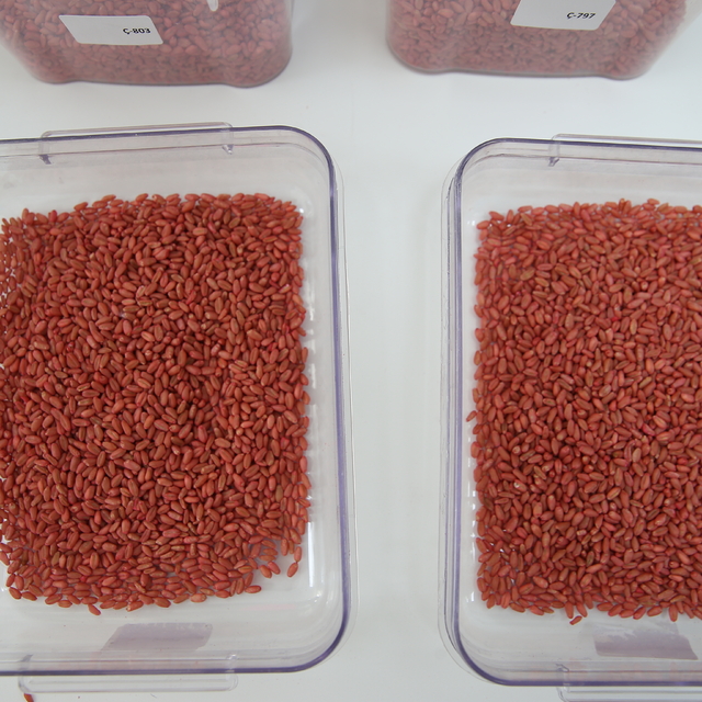 Adıyaman, tohum sertifikasyonunda 9 ile hizmet veriyor