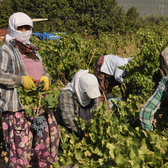 Gaziantep'te üzüm hasadı rekolte kaybıyla başladı
