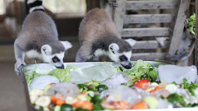 Tarsus Doğa Parkı'nda sıcaktan etkilenen hayvanlara buzlu meyve