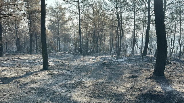 Galeri