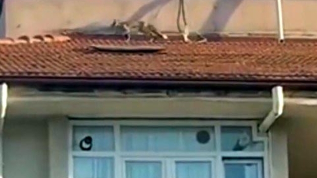 5 katlı apartmanın çatısına çıkan tilkiyi itfaiye ekibi yakaladı