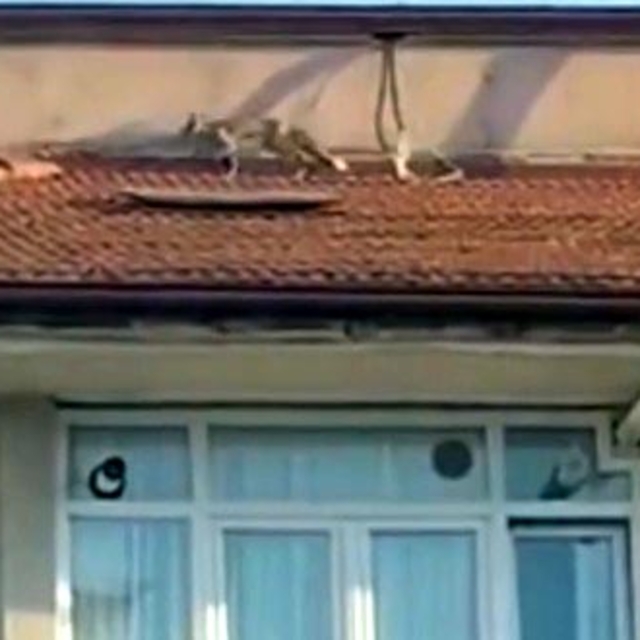 5 katlı apartmanın çatısına çıkan tilkiyi itfaiye ekibi yakaladı