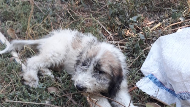 Mersin'de ormanda çukura düşen köpek yavrusunu itfaiye ekibi kurtardı