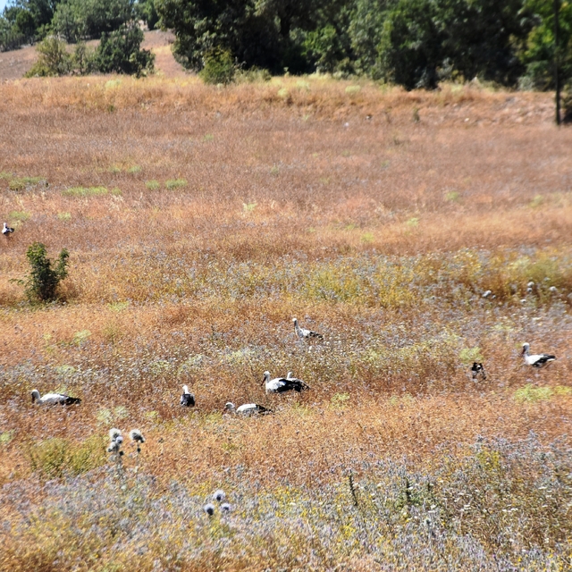 Sinop'taki Cuma Ovası'nda bu yıl leylek göçü gecikti