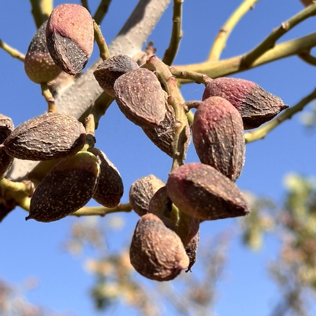 Siirt'te fıstık hasadı kuraklık ve yüksek sıcaklıklar nedeniyle erken başla...