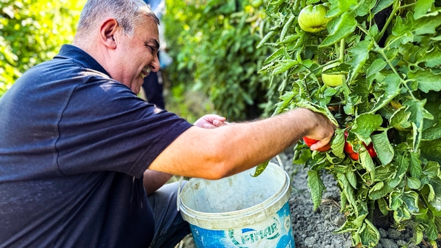 Sinop'ta coğrafi işaretli Boyabat Gazidere domatesinin hasadı başladı