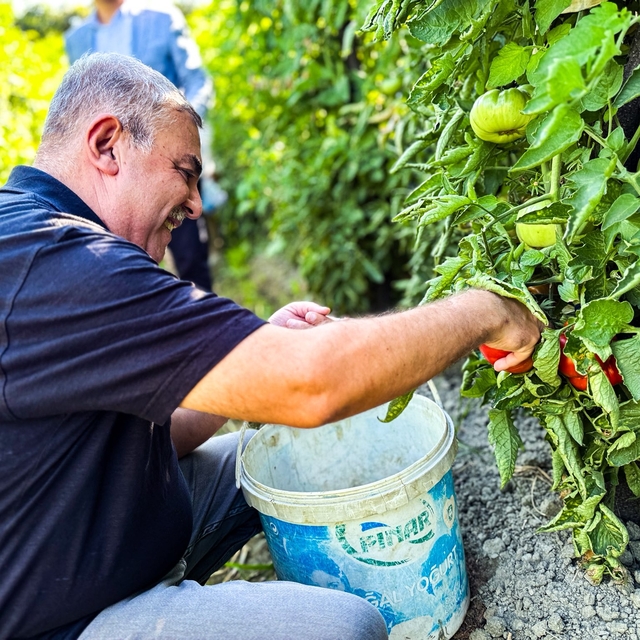 Sinop'ta coğrafi işaretli Boyabat Gazidere domatesinin hasadı başladı