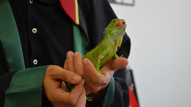 İguana 'İgor', hukuk bürosunun maskotu oldu
