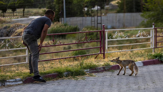 Her akşam polis lokalinin bahçesine gelen tilki, çalışanlar tarafından besleniyor