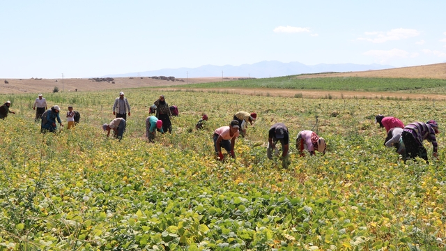 Niğde'de fasulye hasadı başladı; rekolte beklentisi 52 bin ton