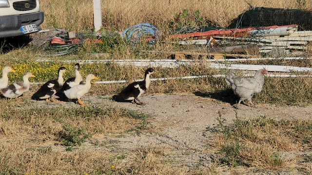 Amasya'da tavuğun ördek yavrularına annelik yapması gülümsetiyor
