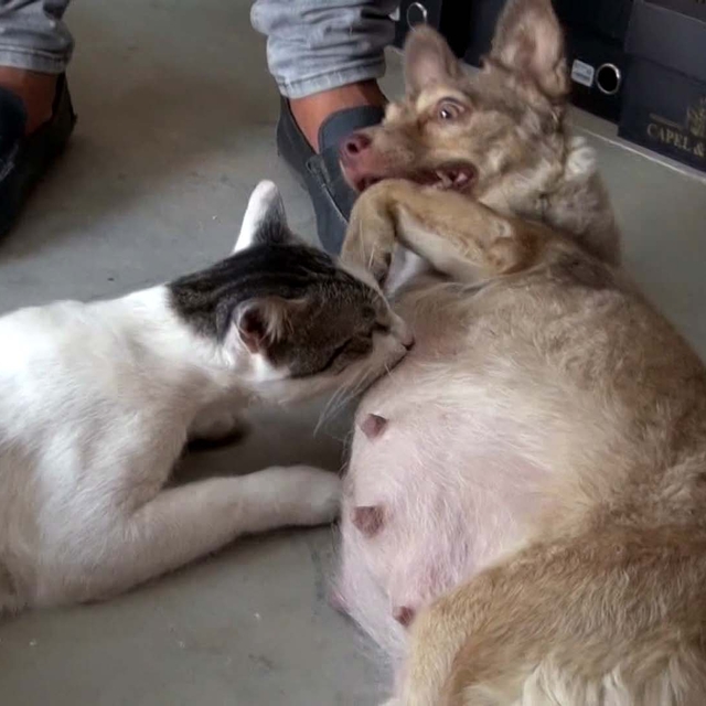 Çöpte bulunan kediye, depremzede köpek annelik yapıyor