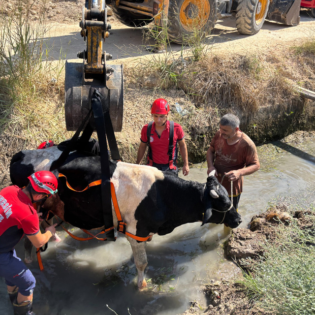 Sulama kanalına düşen inek kurtarıldı