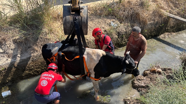 Mersin'de sulama kanalına düşen inek kurtarıldı
