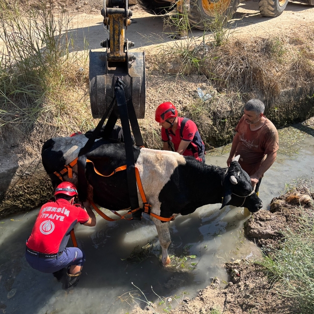 Mersin'de sulama kanalına düşen inek kurtarıldı