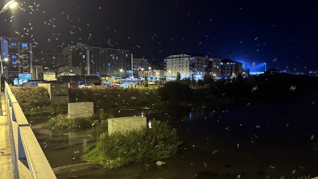 Ardahan'da sineklerin "ölüm dansı" başladı