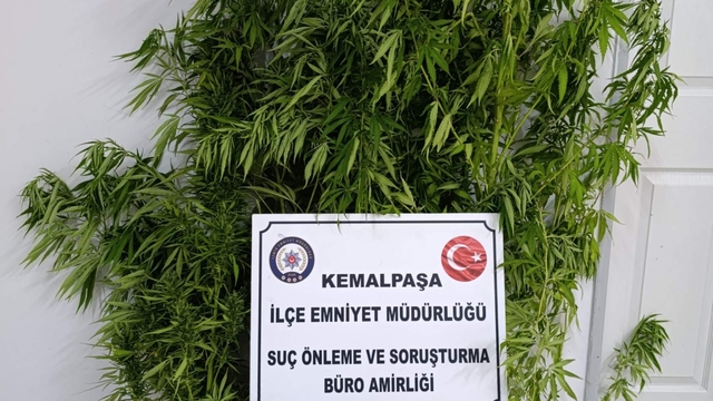 Kemalpaşa'da bahçesinde Hint keneviri yetiştiren şüpheli yakalandı