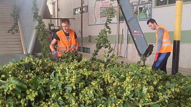 Bilecik'te şerbetçi otu üreticileri hasada başladı